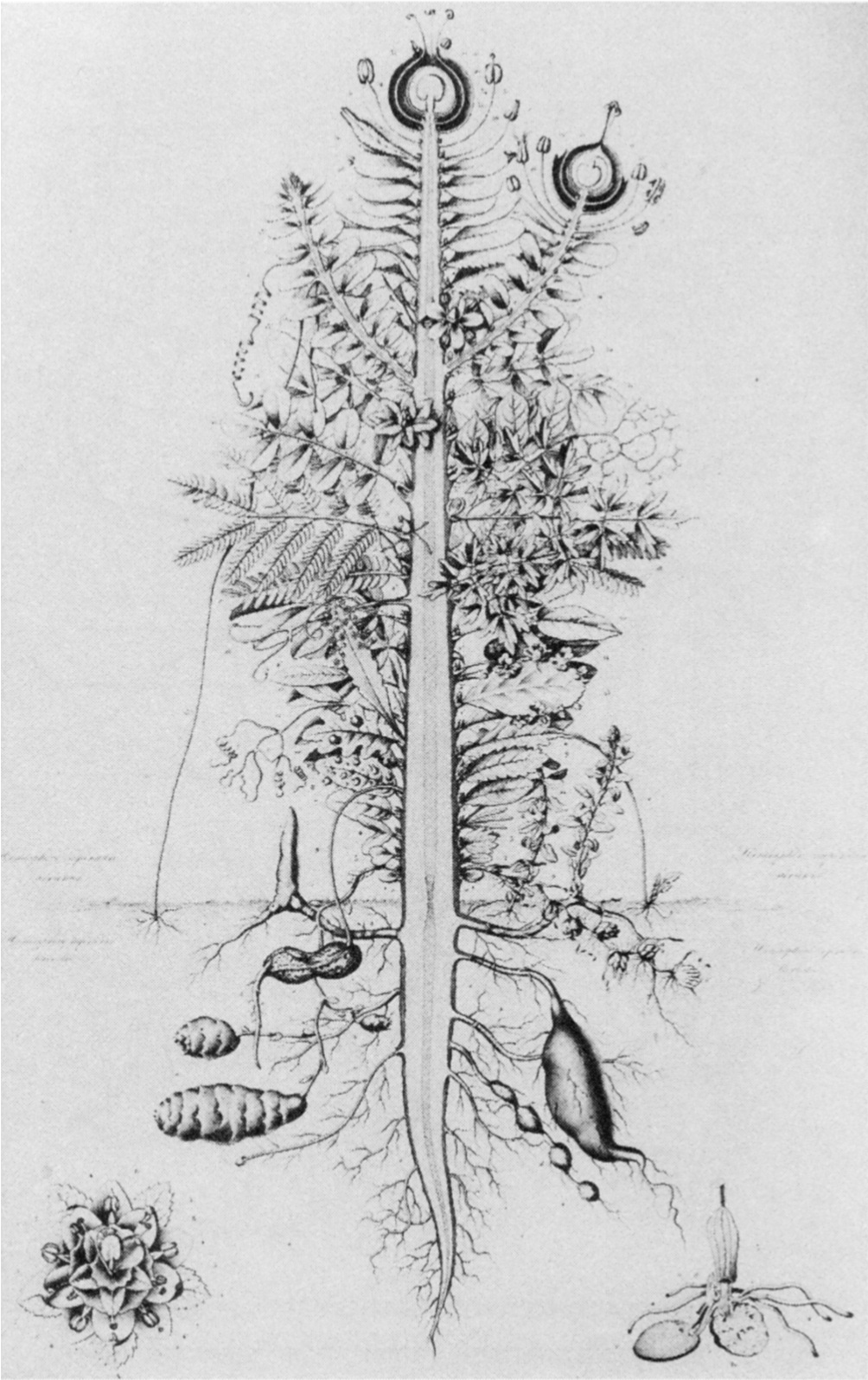 Goethe's ancestral plant